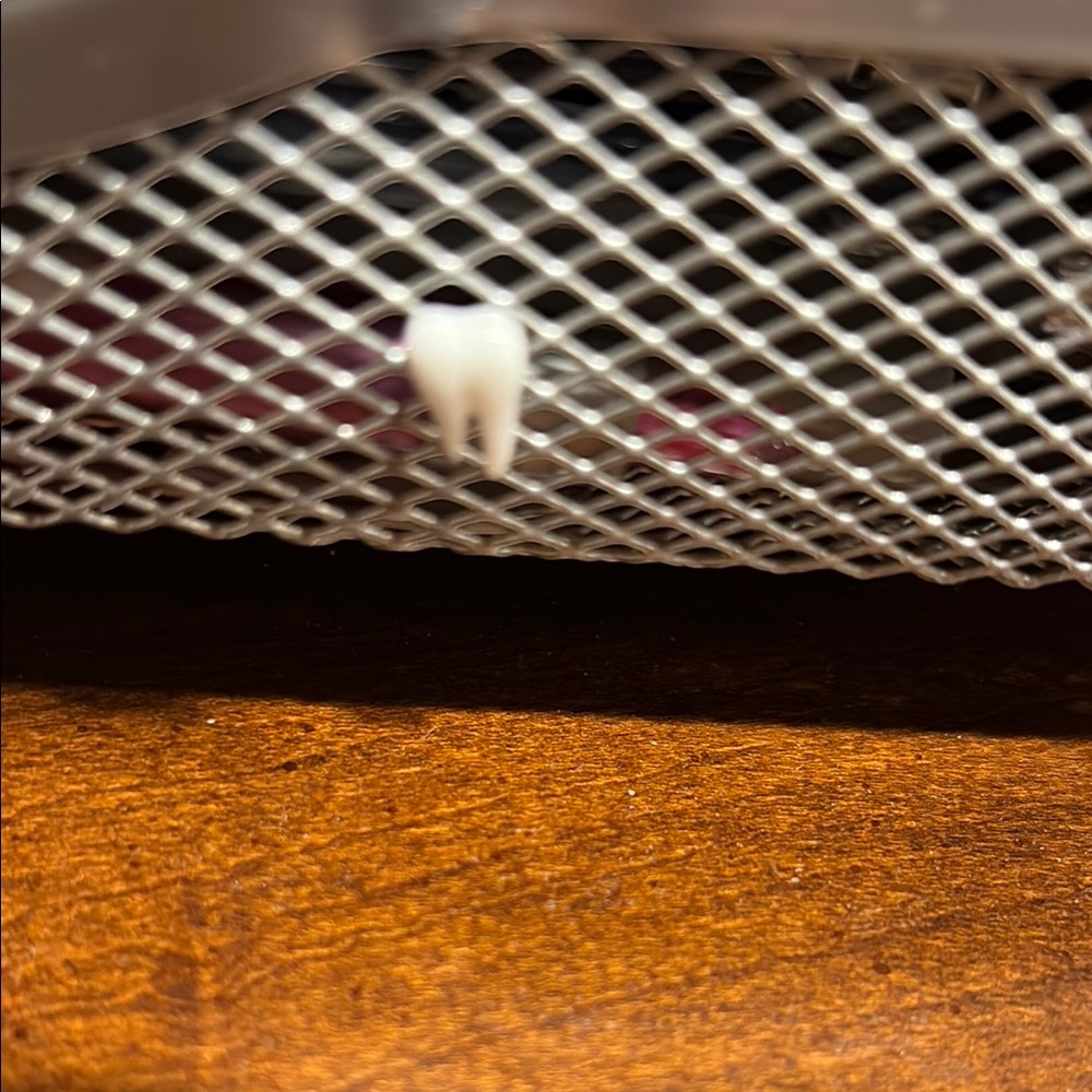 Tooth Molar earrings